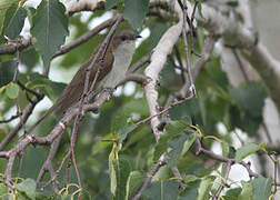 Black-billed Cuckoo