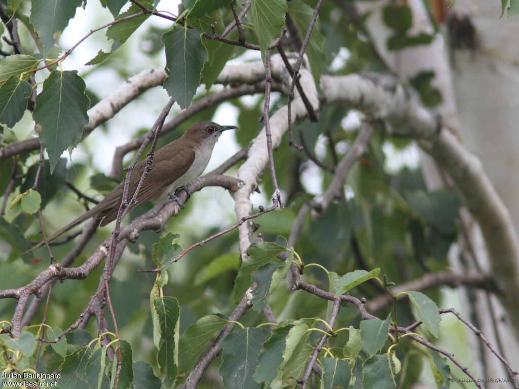 Black-billed Cuckooadult, habitat, pigmentation