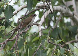 Black-billed Cuckoo