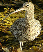 Eurasian Curlew