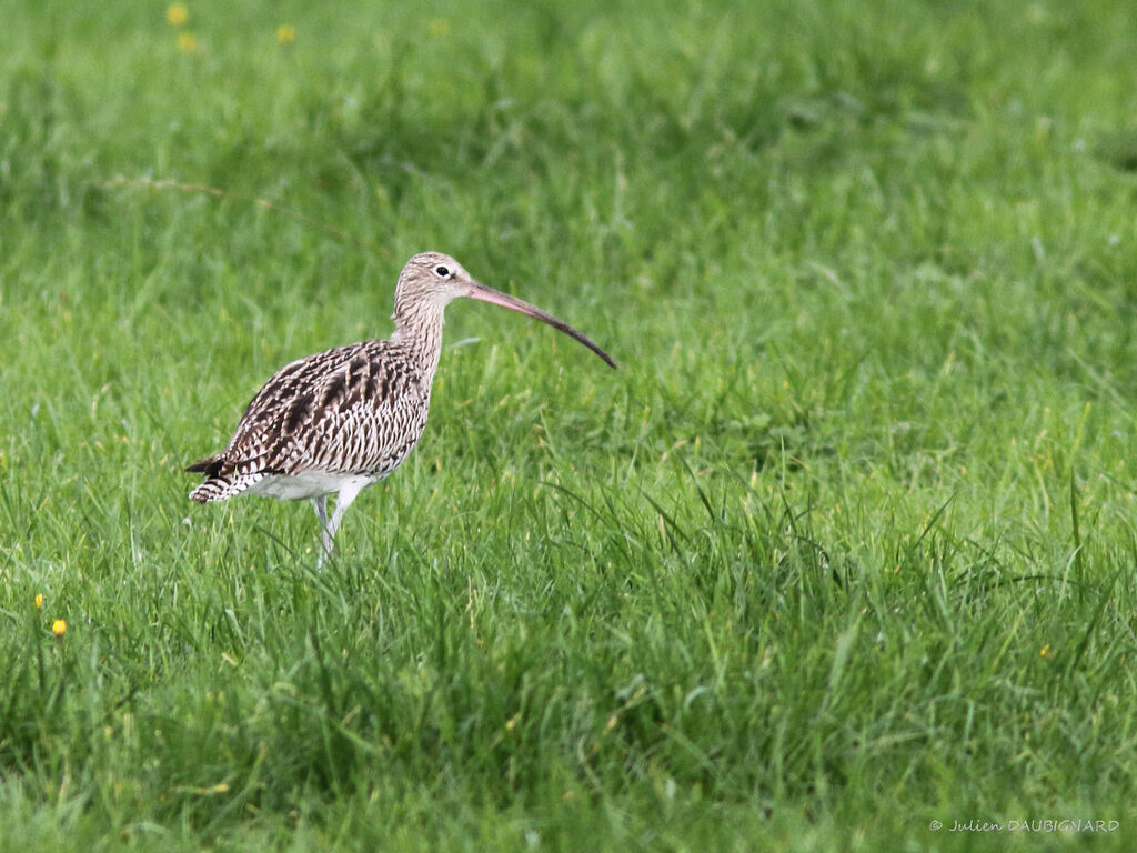 Eurasian Curlew, identification