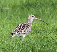 Eurasian Curlew