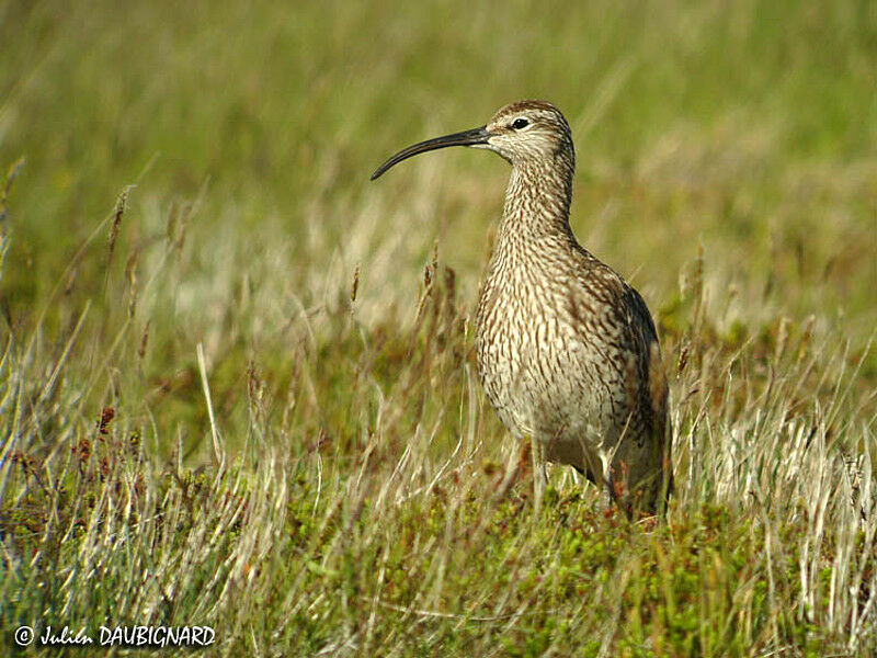 Eurasian Whimbrel