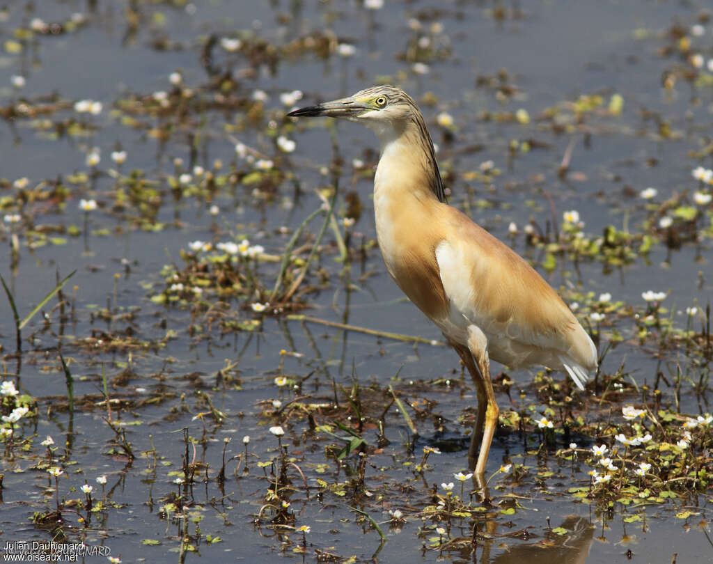 Squacco Heron, identification