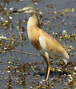 Squacco Heron