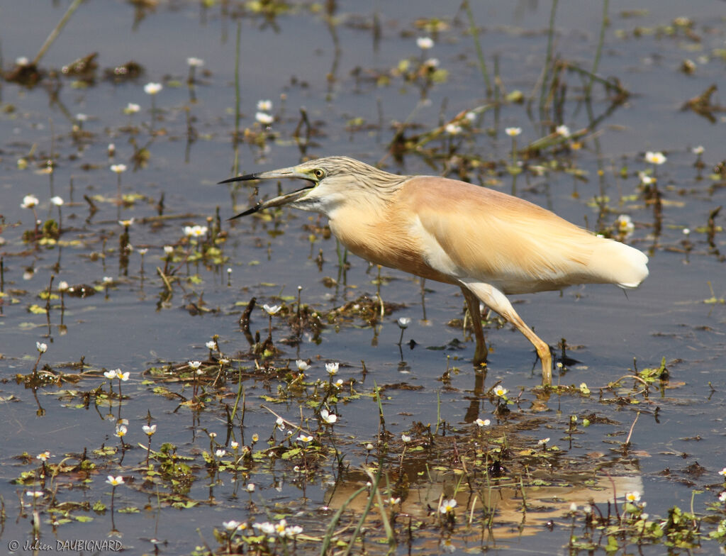 Squacco Heron, identification