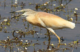 Squacco Heron