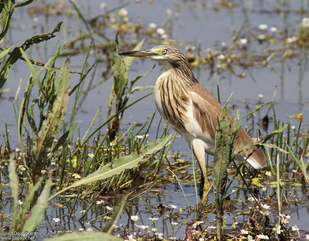 Crabier cheveluadulte, habitat, Comportement