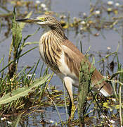 Squacco Heron