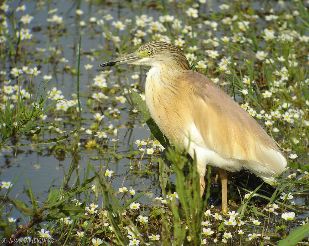 Squacco Heron, identification