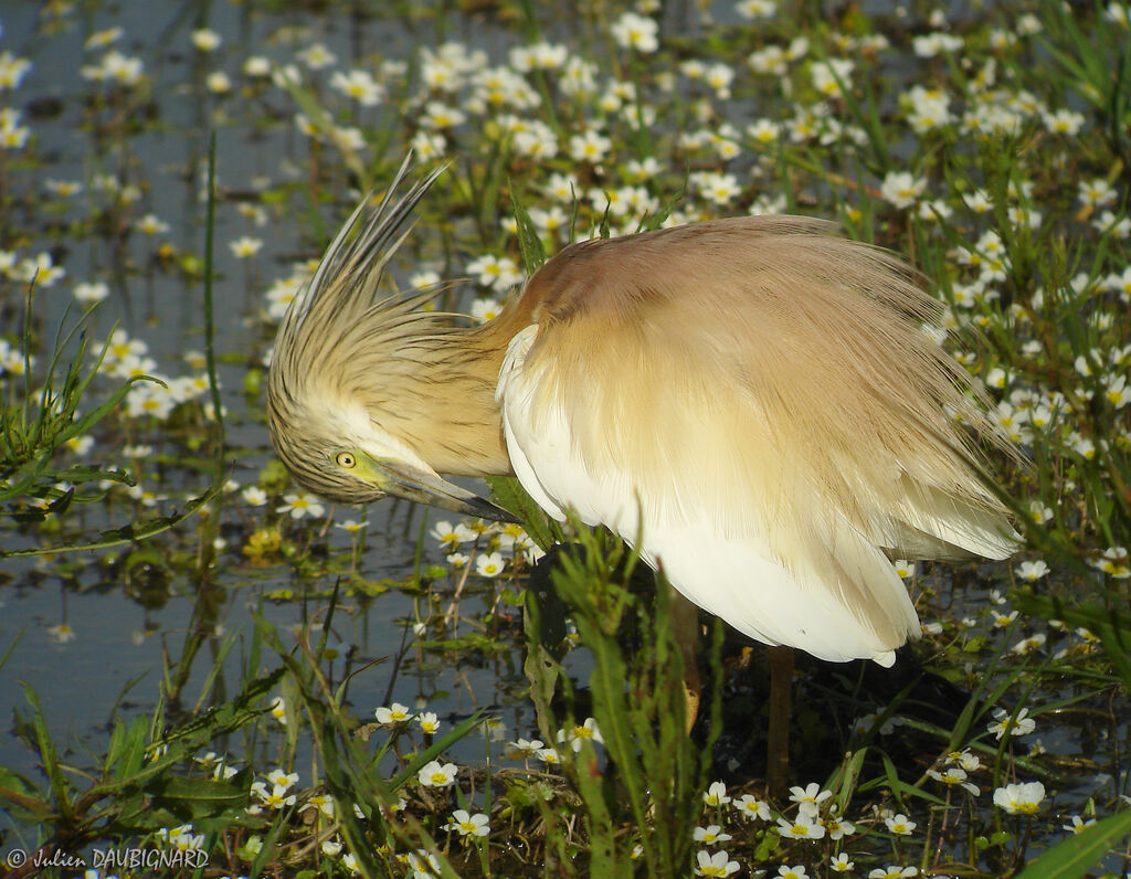 Squacco Heron, identification