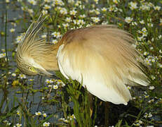 Squacco Heron