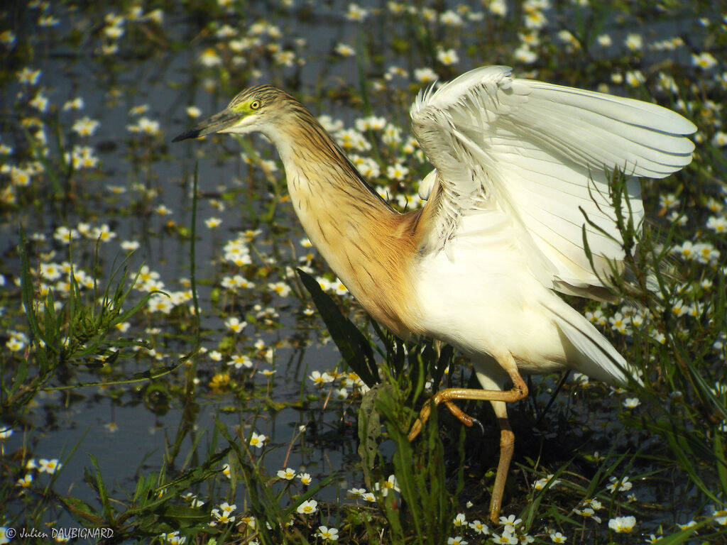 Squacco Heron, identification