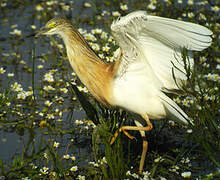 Squacco Heron