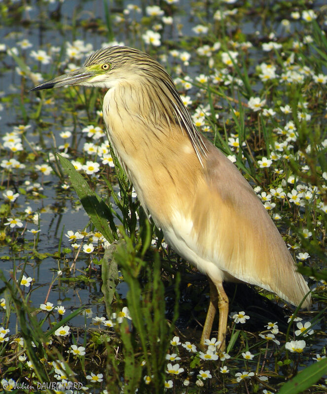 Crabier chevelu, identification