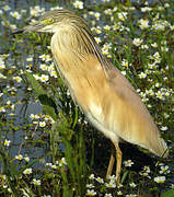 Squacco Heron