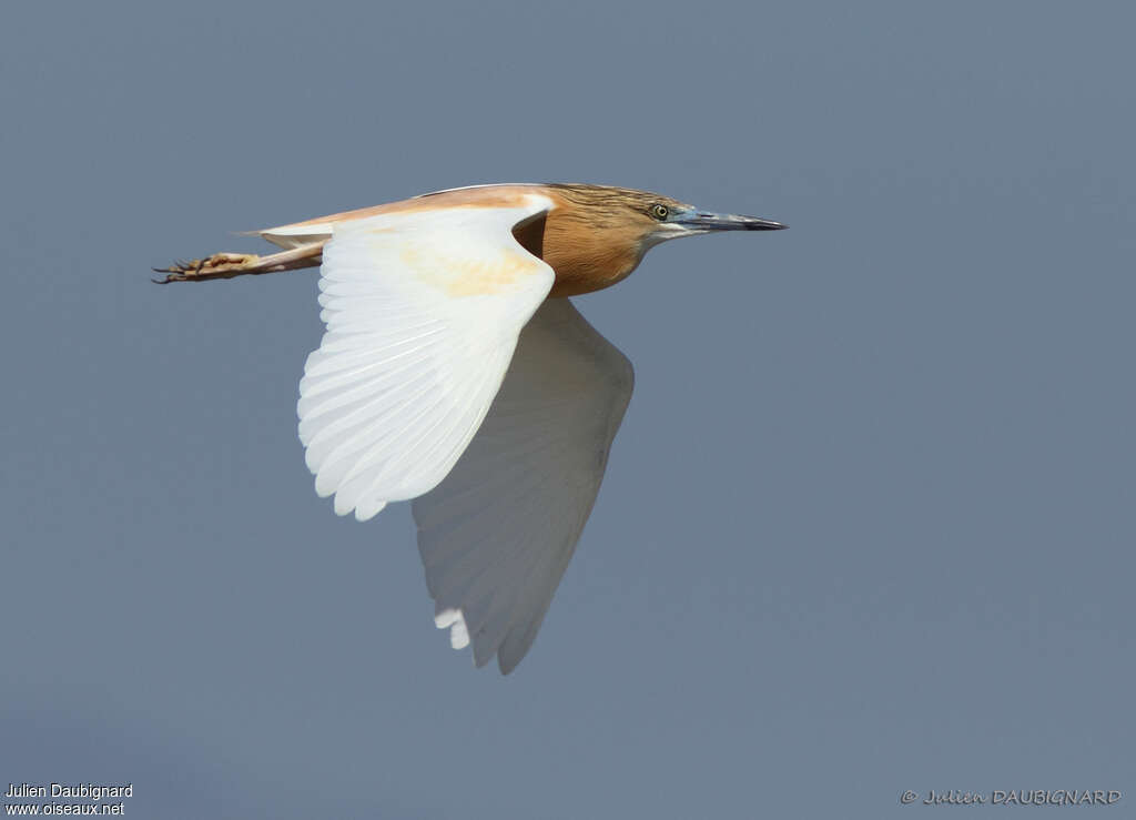 Squacco Heronadult, Flight