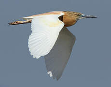 Squacco Heron