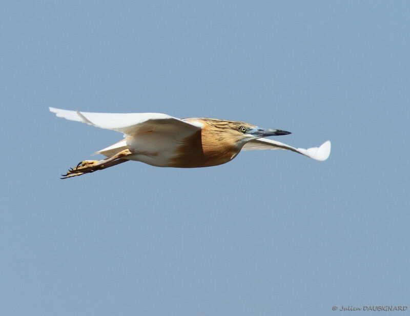 Squacco Heron, Flight