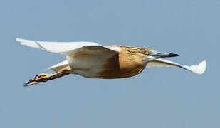 Squacco Heron