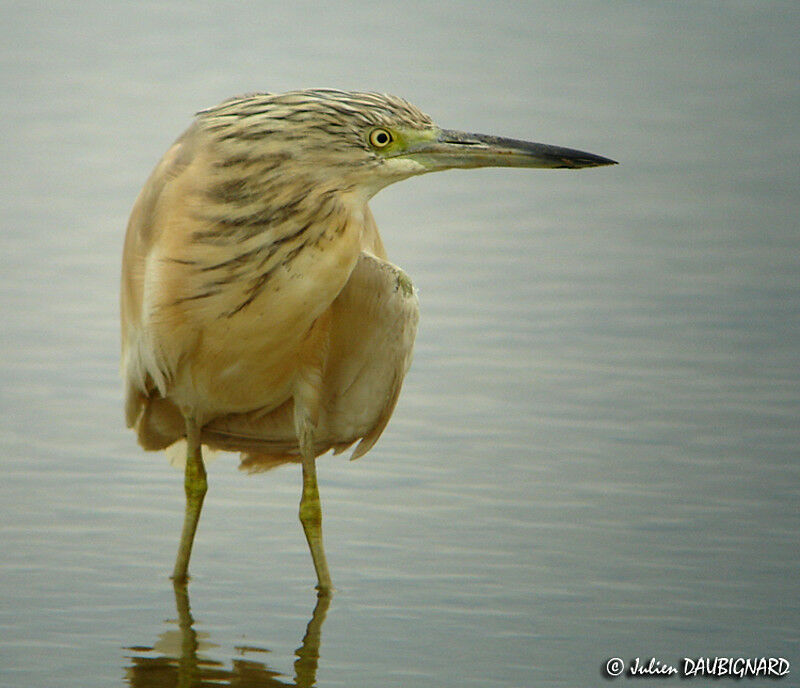 Squacco Heron