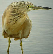 Squacco Heron