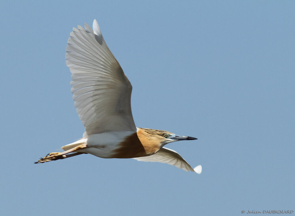 Squacco Heron, Flight