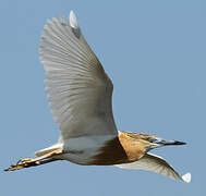 Squacco Heron