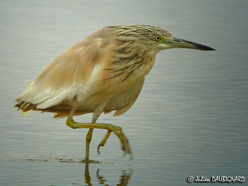 Squacco Heron