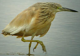 Squacco Heron