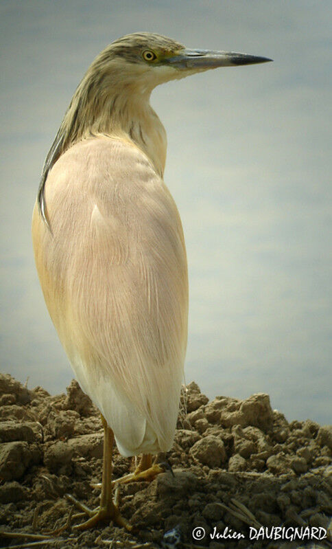 Squacco Heron