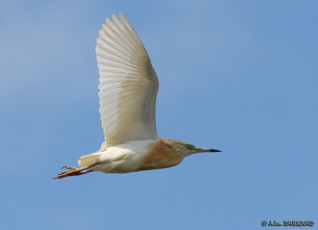 Squacco Heronadult, Flight