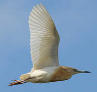 Squacco Heron