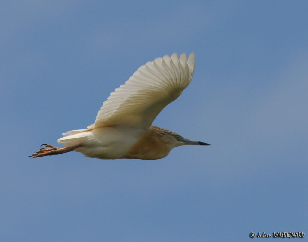 Squacco Heronadult, Flight