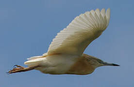 Squacco Heron