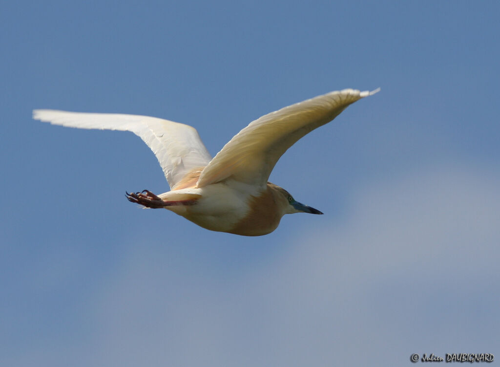 Squacco Heronadult, Flight