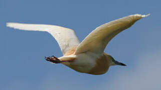 Squacco Heron