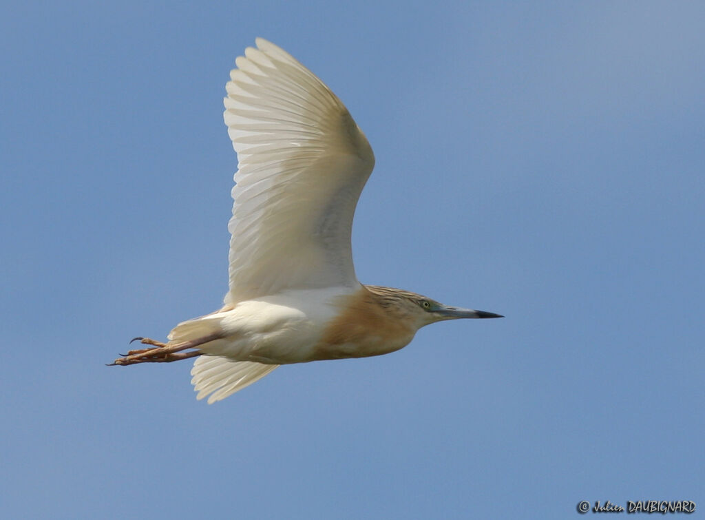 Squacco Heronadult, Flight