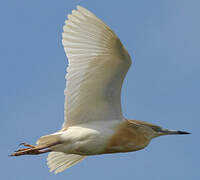 Squacco Heron