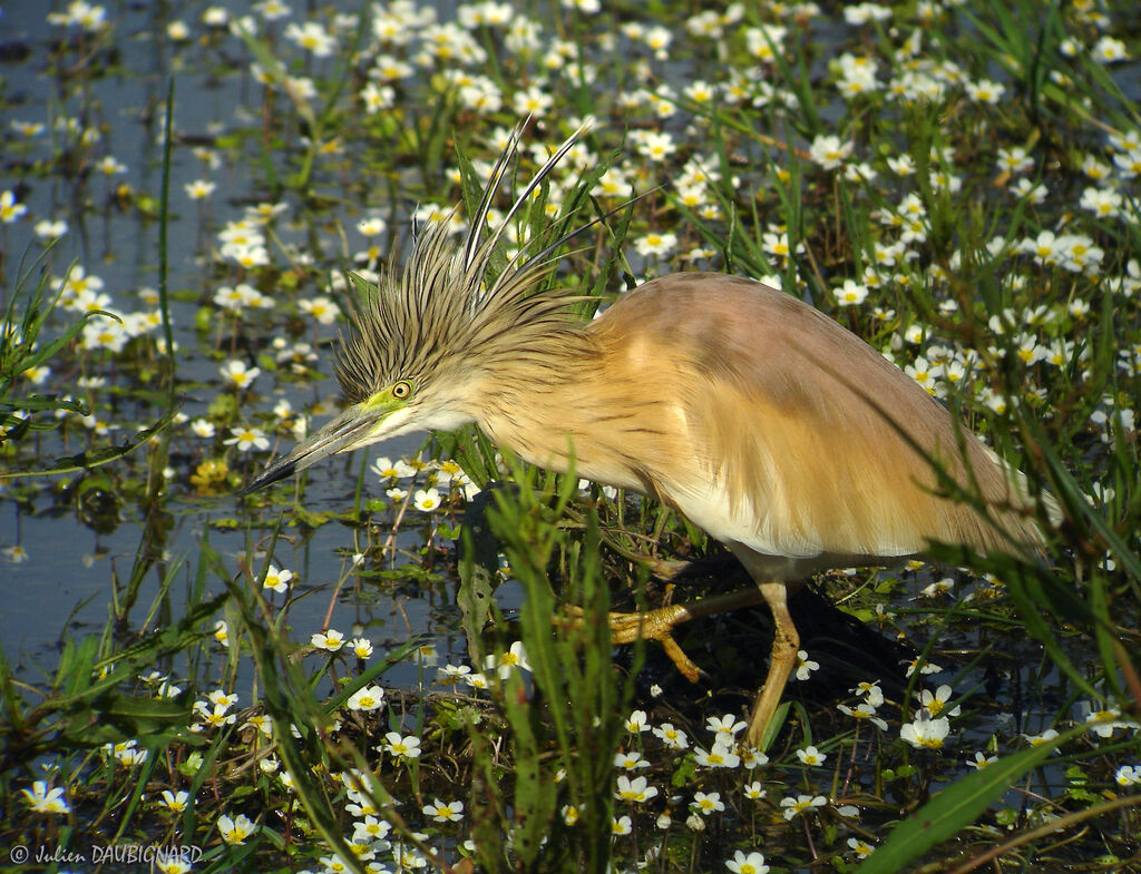 Crabier chevelu, identification