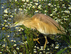 Squacco Heron