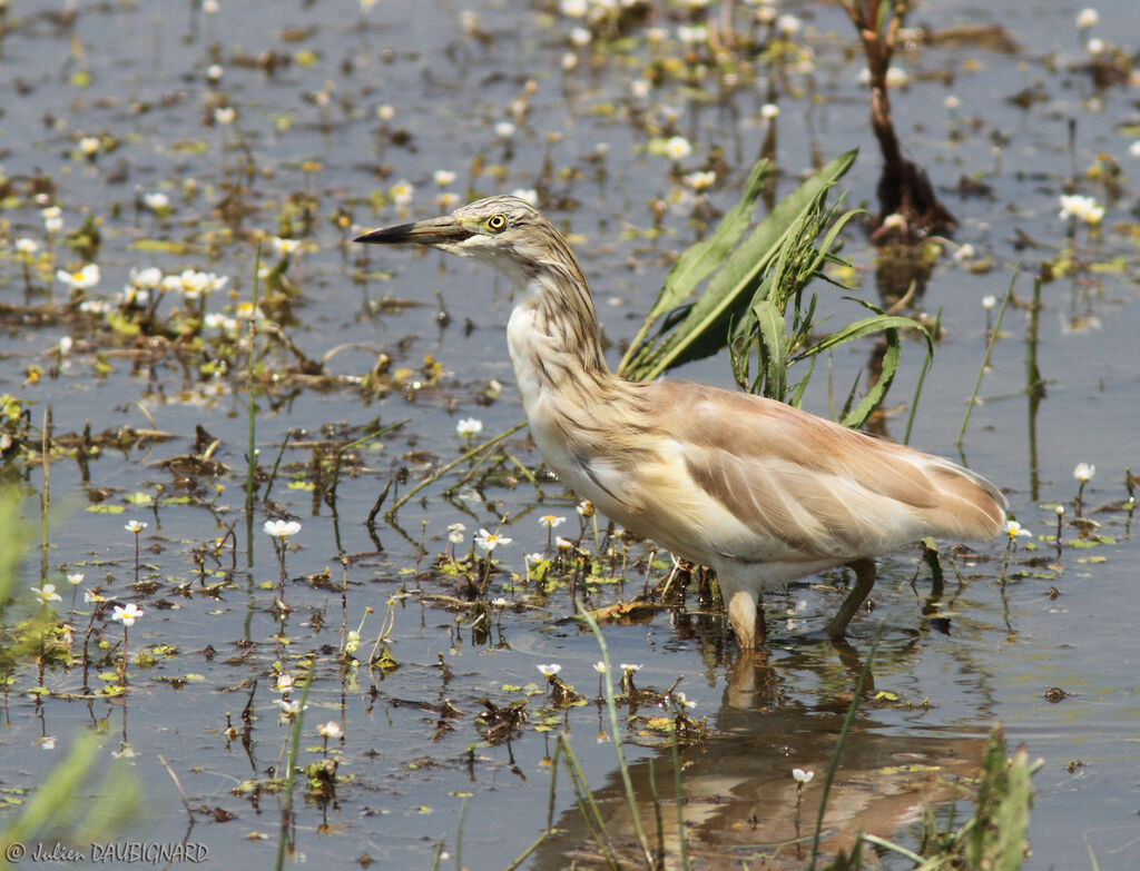 Squacco Heron, identification