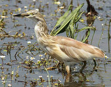 Squacco Heron