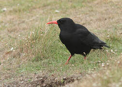 Red-billed Chough