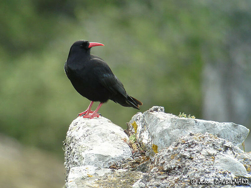 Red-billed Chough