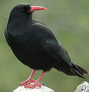 Red-billed Chough