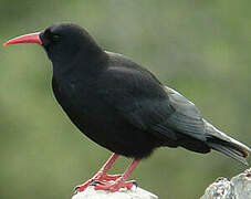 Red-billed Chough