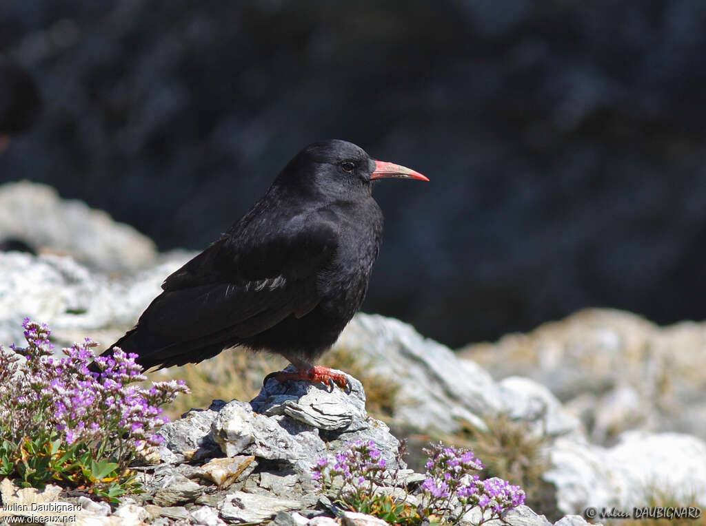 Red-billed Choughadult, Behaviour