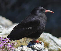 Red-billed Chough