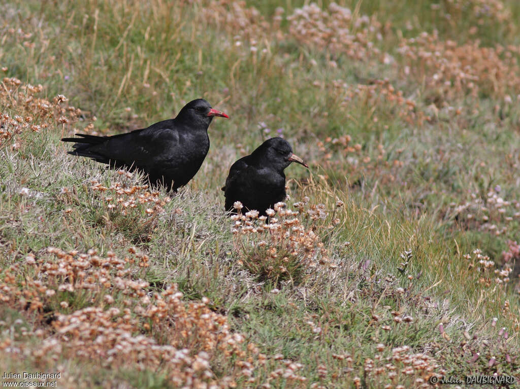 Red-billed Chough, habitat